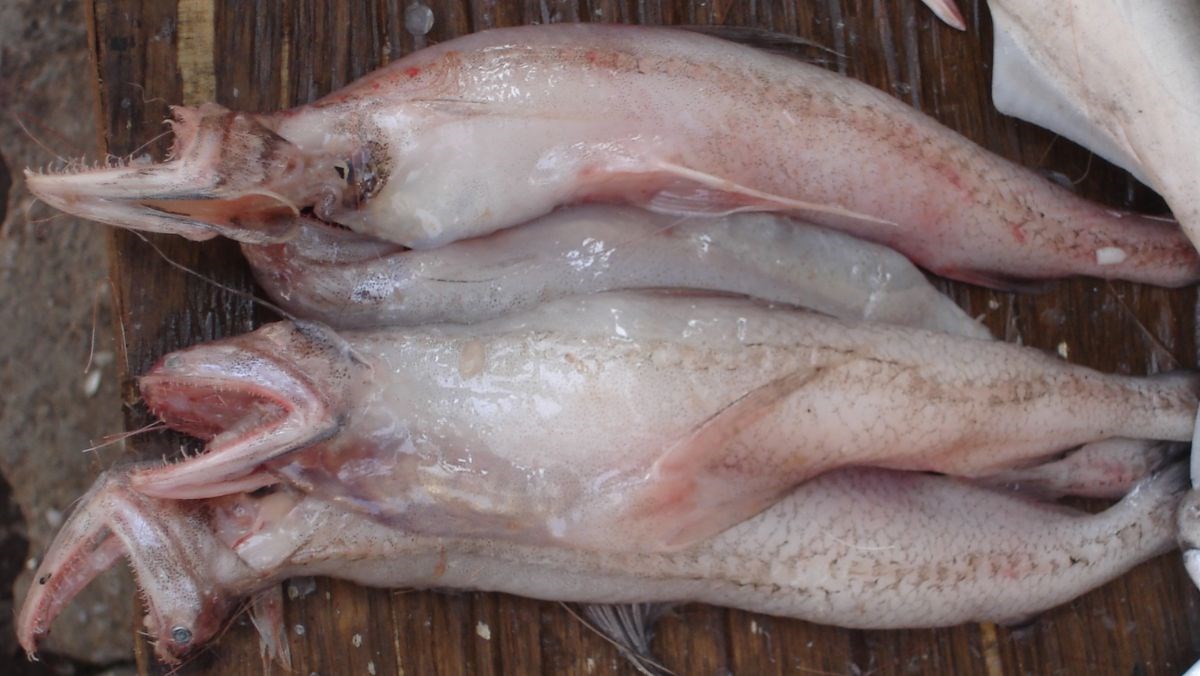 Cá khoai là gì? Cá khoai bao nhiêu 1kg, sống ở đâu và làm món gì ngon? Cá khoai là gì? Cá khoai bao nhiêu 1kg, sống ở đâu và làm món gì ngon?