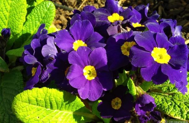 BB Z10 đọ camera Galaxy S3, iPhone 5