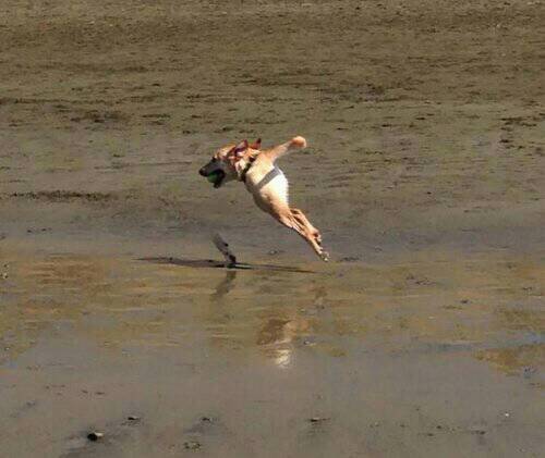 Loài chó với khả năng xoay đầu 360 độ