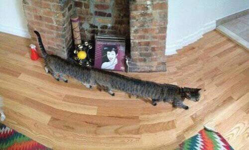 Giống mèo mới vừa được phát hiện