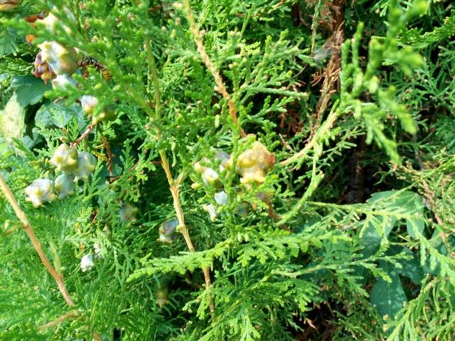 Ảnh chụp từ camera 13MP của One Touch Idol X