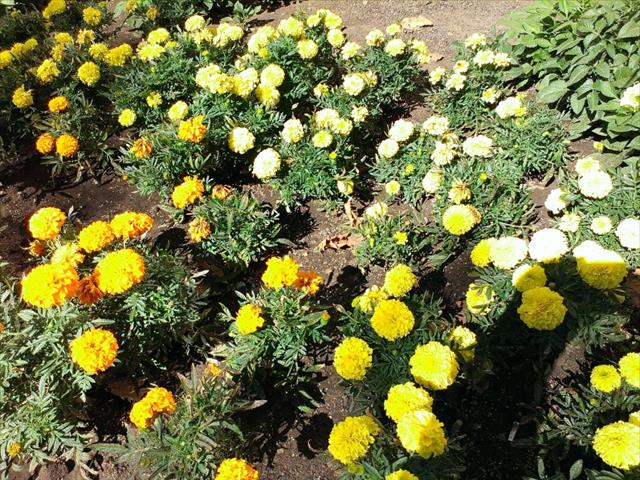 Ảnh chụp từ camera 5MP của HTC Desire 601