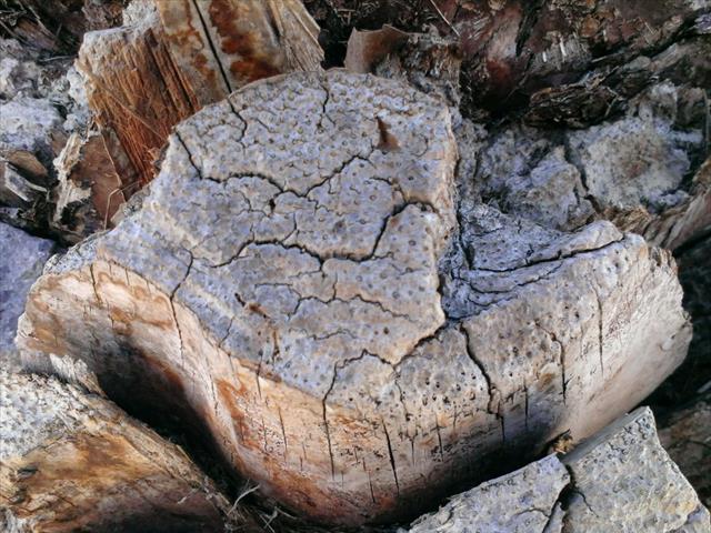 Ảnh chụp từ camera 5MP của HTC Desire 601