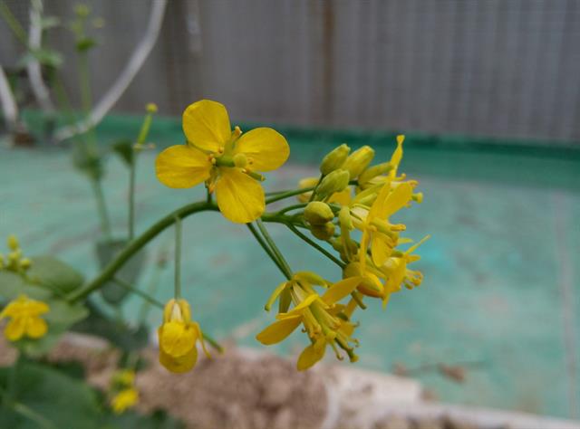 Ảnh chụp từ Gionee Elife S5.5