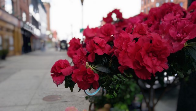 Ảnh chụp với Duo Effects