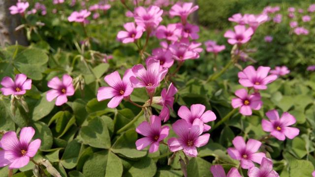 Ảnh chụp từ Xiaomi RedMi Note trong môi trường đủ sáng