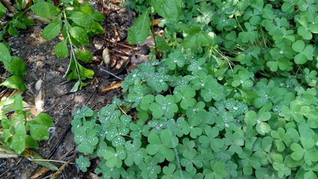 Ảnh chụp từ Xiaomi RedMi Note trong môi trường đủ sáng