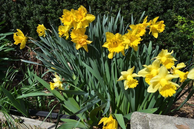 So sánh trong điều kiện ánh sáng mạnh (One PlusOne trên, Nikon D3100 dưới)