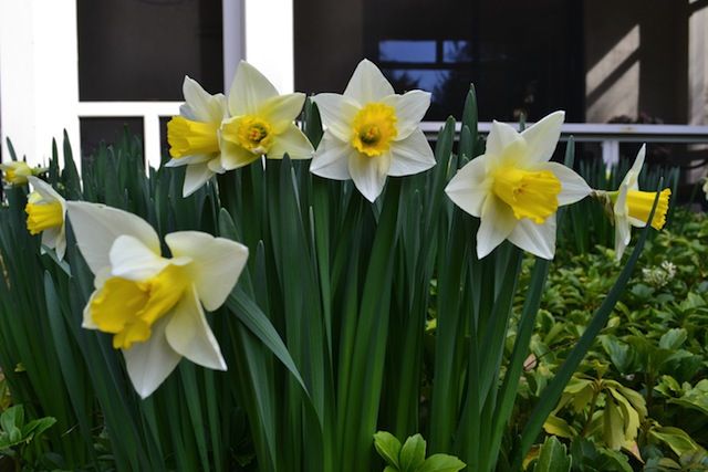 So sánh trong điều kiện ánh sáng nhẹ (One PlusOne trên, Nikon D3100 dưới)