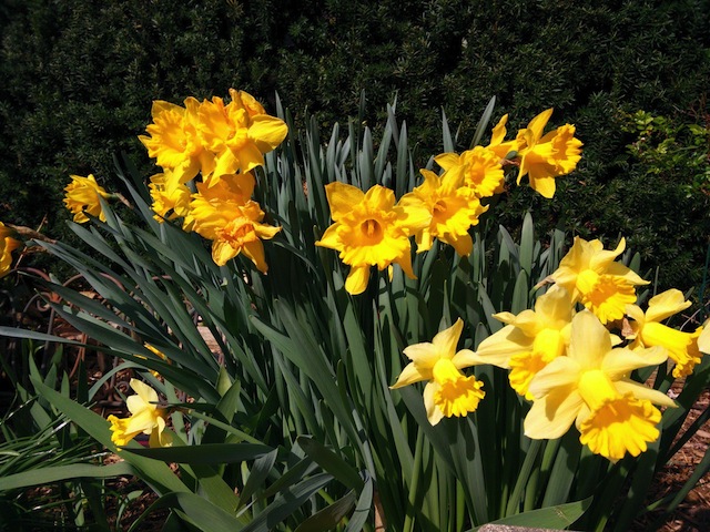 So sánh trong điều kiện ánh sáng mạnh (One PlusOne trên, Nikon D3100 dưới)