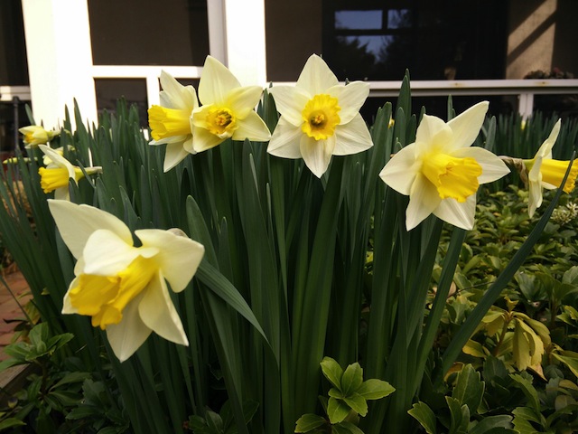 So sánh trong điều kiện ánh sáng nhẹ (One PlusOne trên, Nikon D3100 dưới)