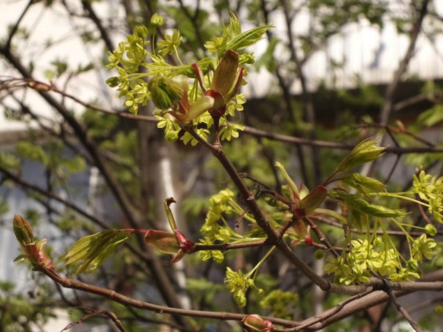 Một số ảnh chụp từ K Zoom: