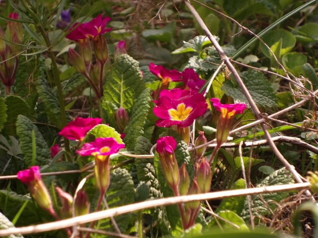 Một số ảnh chụp từ K Zoom: