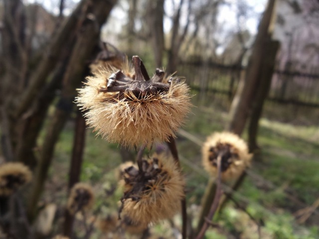 Một số ảnh chụp từ K Zoom: