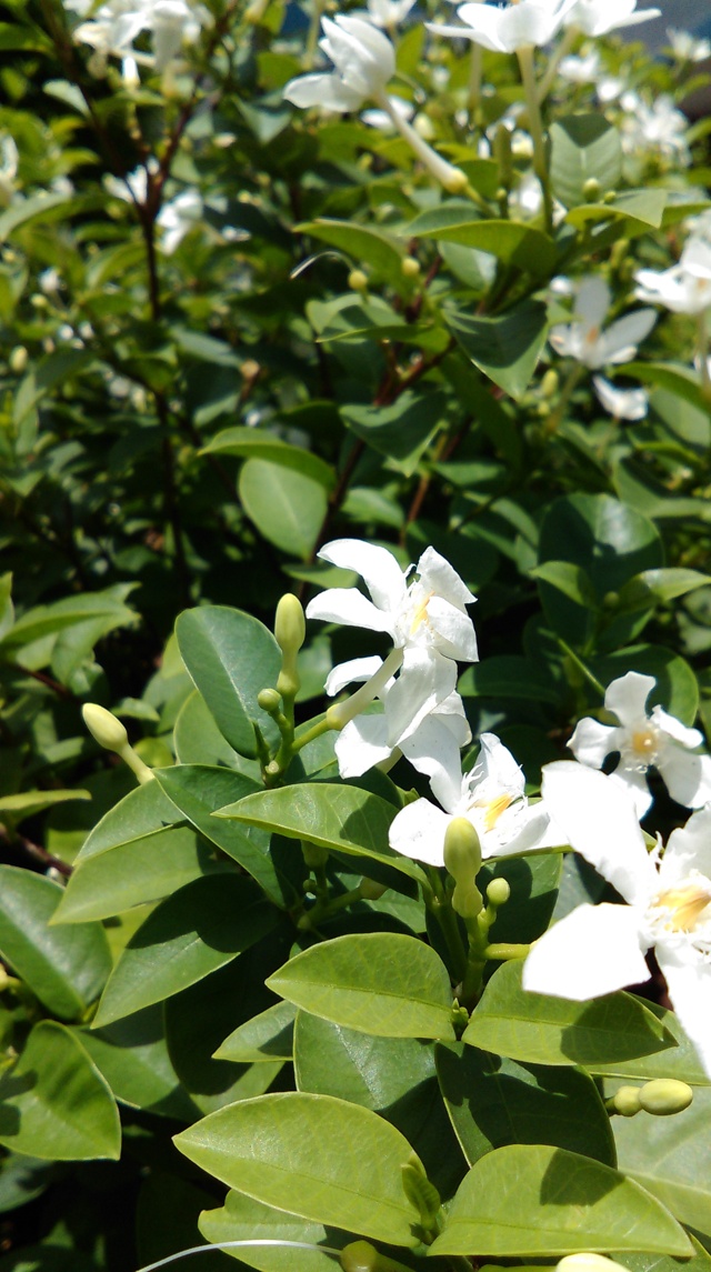 HTC Desire 610 camera HTC Desire 610 camera