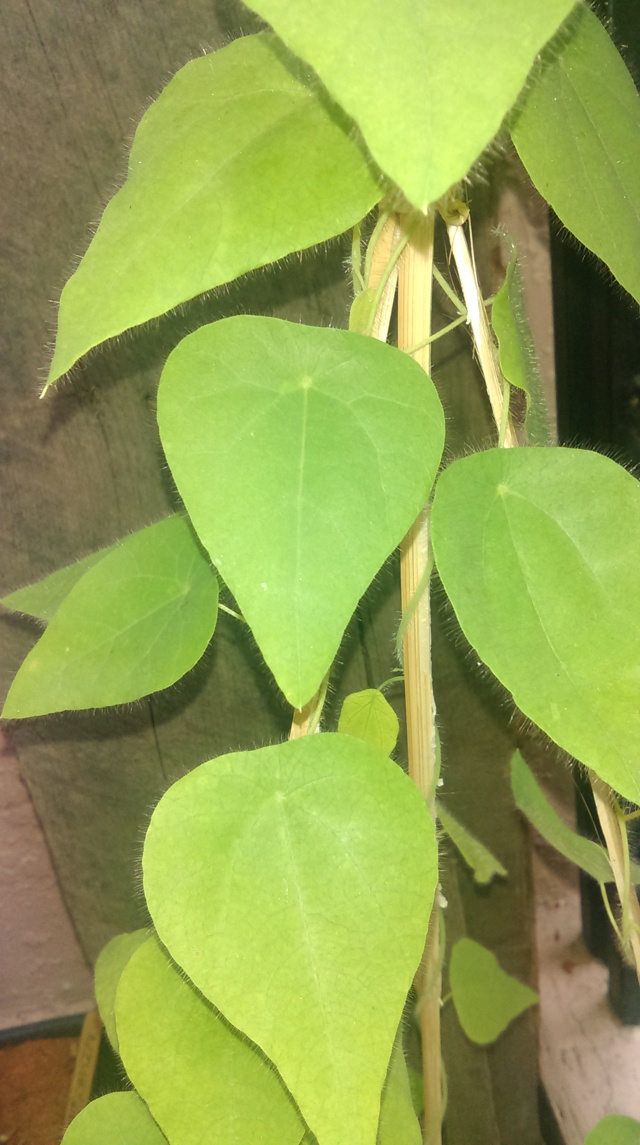 HTC Desire 610 camera HTC Desire 610 camera