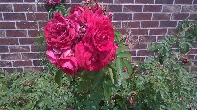 Ảnh chụp từ Nokia Lumia 635