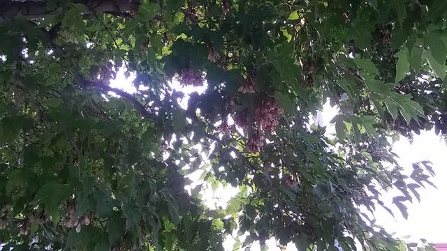 Ảnh chụp từ Nokia Lumia 635