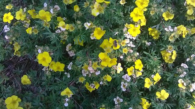 Ảnh chụp từ Nokia Lumia 635