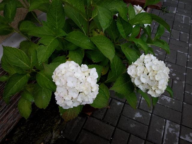 Ảnh chụp gốc xem tại đây