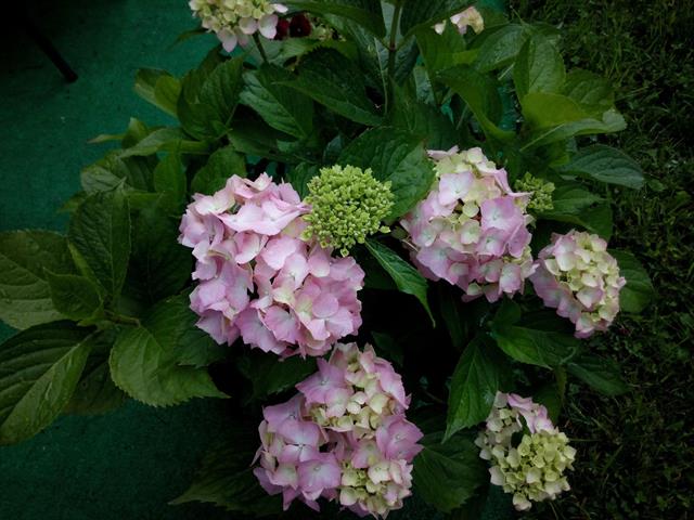 Ảnh chụp gốc xem tại đây