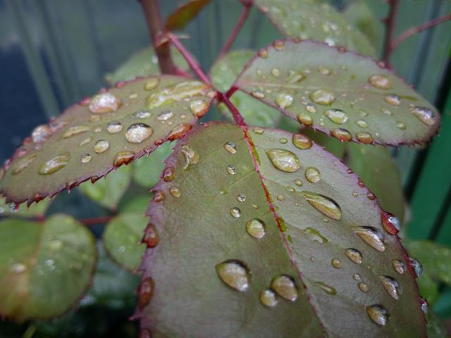 Ảnh chụp gốc xem tại đây