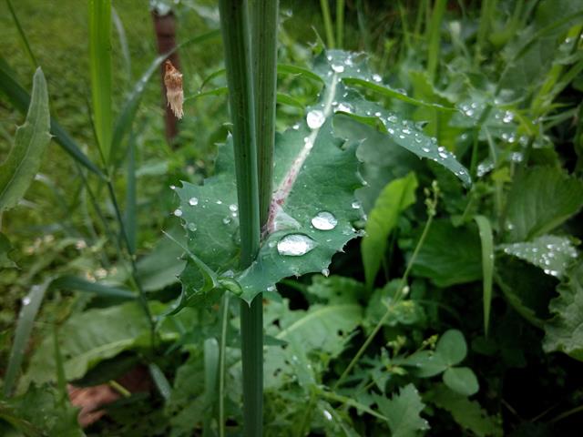 Ảnh chụp gốc xem tại đây