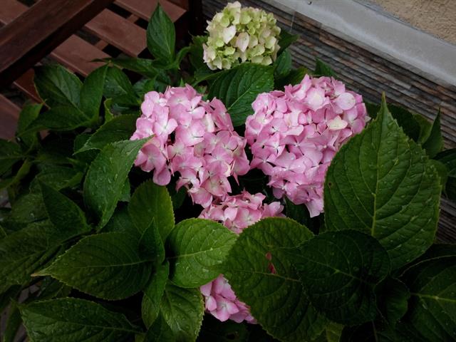 Ảnh chụp gốc xem tại đây