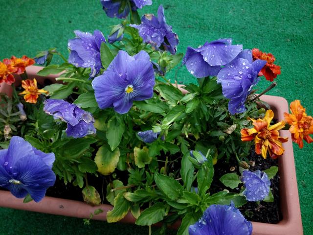 Ảnh chụp gốc xem tại đây