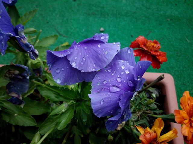 Ảnh chụp gốc xem tại đây