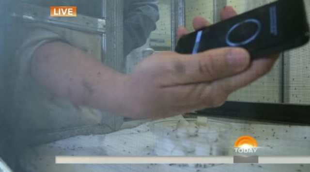 Bỏ tay vào hộp đựng muỗi đói