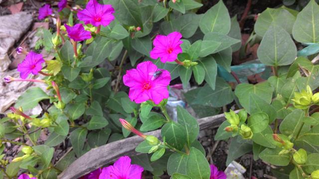 Ảnh chụp thường