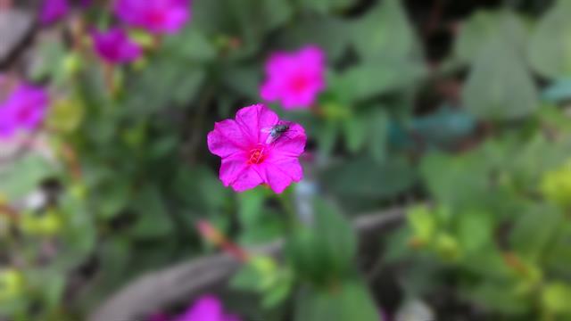 Ảnh chụp xóa phông: Bạn cần chạm vào chủ thể hơn 1s để khóa nét, nhằm giúp hệ thống camera xác định chủ thể và hậu cảnh tốt hơn (bị làm mờ)