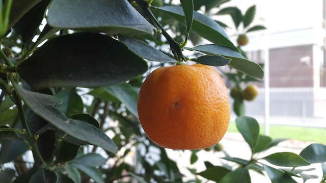 Loạt ảnh chụp từ Galaxy Alpha: