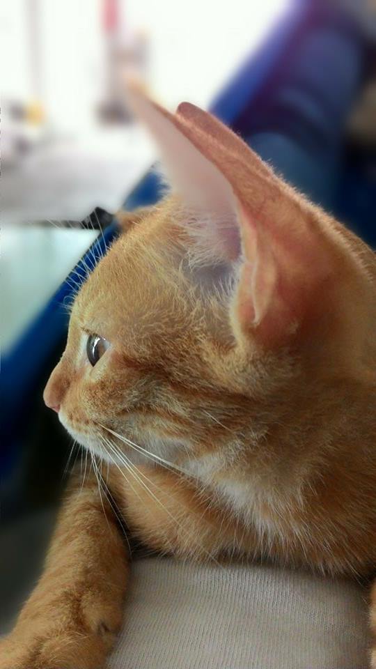 Ảnh chụp từ Asus Zenfone 5 do chị Phạm Nguyên Thảo sống tại TP.HCM cung cấp