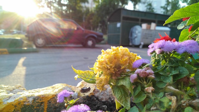 Bộ ảnh chụp từ Vibe Z2 Pro: