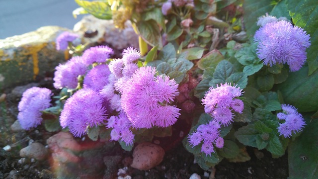 Bộ ảnh chụp từ Vibe Z2 Pro: