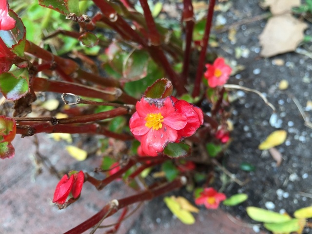 iPhone 6 camera iPhone 6 camera