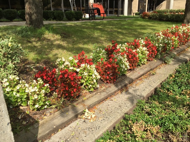 iPhone 6+ camera iPhone 6+ camera