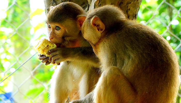Eating monkey brain is considered an unethical act