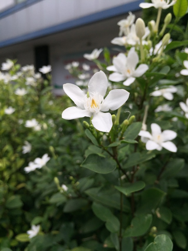 Hiệu ứng xoá phông