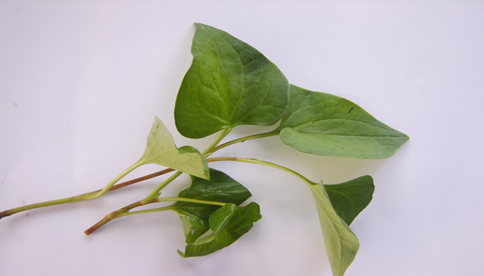 Water spinach is a familiar vegetable