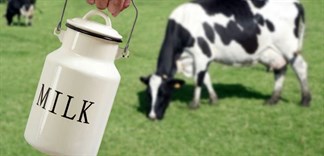 Sữa bò tươi: Cách tiệt trùng khử mùi hôi sữa bò tươi tại nhà
