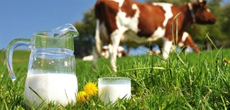 Sữa bò: Uống sữa bò có tốt không? Những lợi ích cho sức khỏe