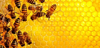 5 cách phân biệt mật ong rừng và mật ong nuôi chuẩn nhất