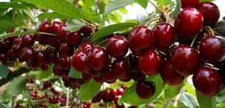 Mẹo trồng cây cherry đơn giản tại nhà, cho trái cực nhiều