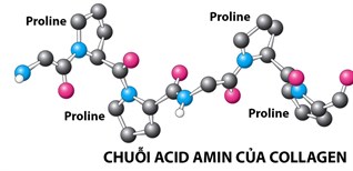 Collagen là gì? Collagen có thật sự chống lão hóa da?