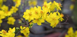 Hoa mai: Ý nghĩa hoa mai vàng, cách trồng và chăm sóc cây mai