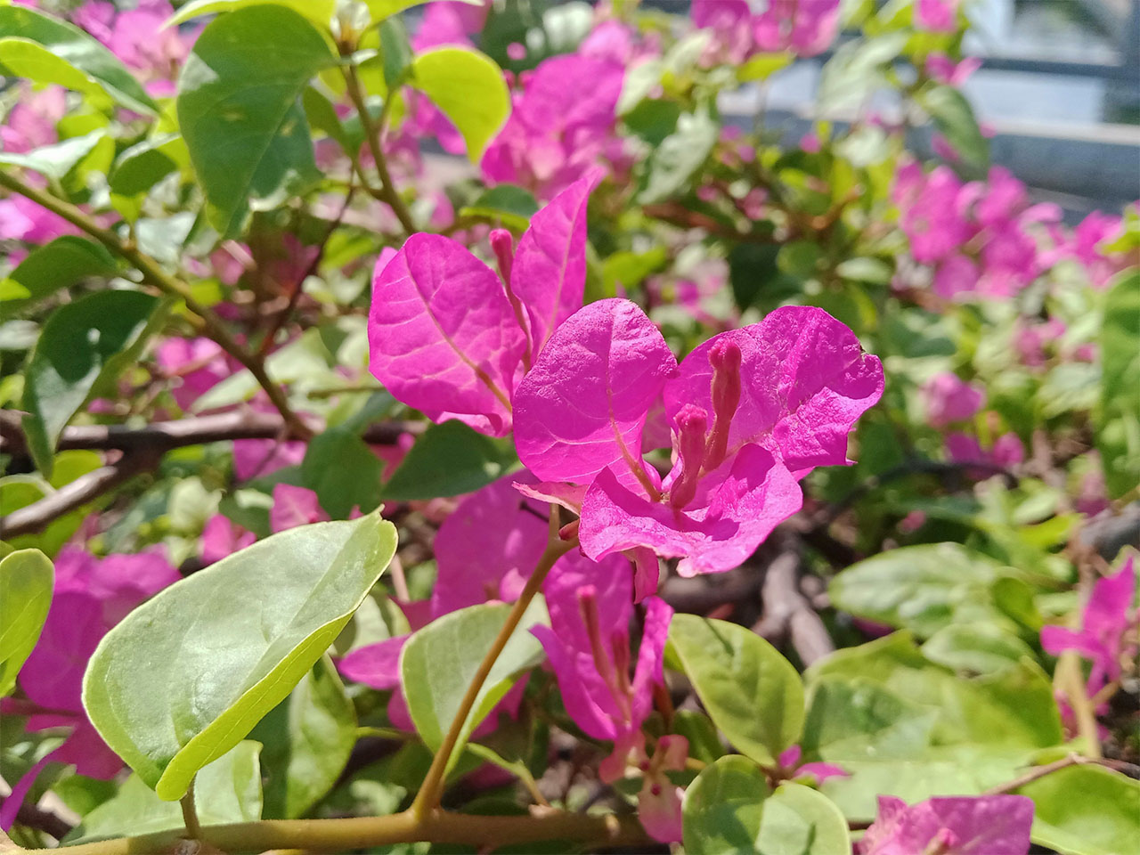 chụp ảnh hoa chụp ảnh hoa