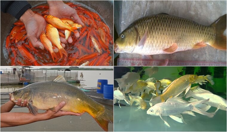 Các loại cá chép phổ biến ở Việt Nam